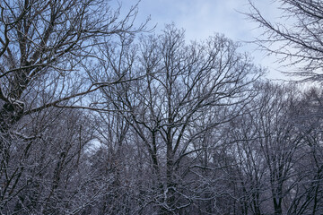 Fototapeta na wymiar Trees covered with frost in Rogow village, Lodz Province of Poland