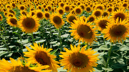 The common sunflower is a large annual forb of the genus Helianthus grown as a crop for its edible oil and seeds.