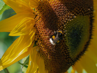 Słoneczny dzień w ogrodzie. Słońce oświetla dorodny kwiat słonecznika. Wśród kwiatów można dostrzec zbierające nektar i pyłek trzmiele. - obrazy, fototapety, plakaty