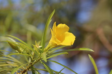 Cambodia. Cascabela thevetia. It is a relative of Nerium oleander, giving it a common name yellow...