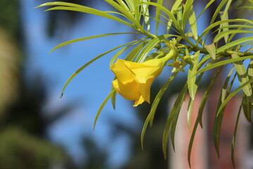 Cambodia. Cascabela thevetia. It is a relative of Nerium oleander, giving it a common name yellow oleander, and is also called lucky nut in the West Indies.