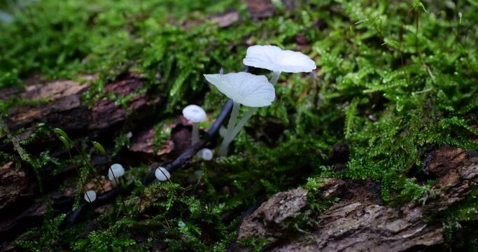 Mushrooms Delicatula on the trunk of an old tree in moss. Shooting in the forest in summer.
