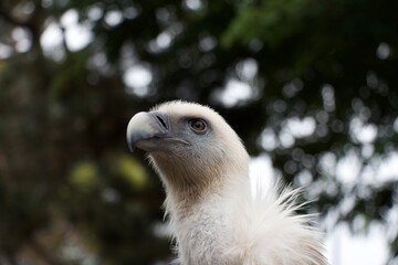 Vogel Geier Kopf Tiere
