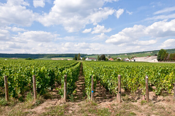 Fototapeta na wymiar Champagne vineyards, Dizy, near Epernay, Marne, France