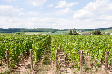 Fototapeta na wymiar Champagne vineyards, Dizy, near Epernay, Marne, France