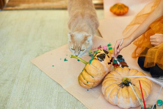 Happy child decorating a pumpkin at home with cat