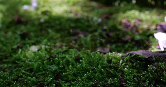 Mushrooms Delicatula on the trunk of an old tree in moss. Shooting in the forest in summer.