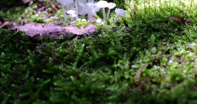 Mushrooms Delicatula on the trunk of an old tree in moss. Shooting in the forest in summer.