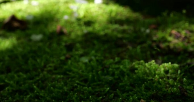 Mushrooms Delicatula on the trunk of an old tree in moss. Shooting in the forest in summer.