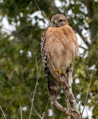 Red-shouldered Hawk on a branch