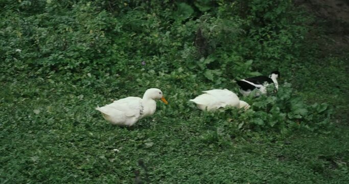 White domestic geese and ducks walk on grass on farm. Natural agriculture, private farmstead and production of environmentally friendly products. Latin, international name of birds is Anser anser