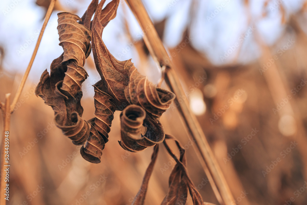 Poster beautiful abstract old faded leaf. close up of a leaves of old flowers. background pattern for desig