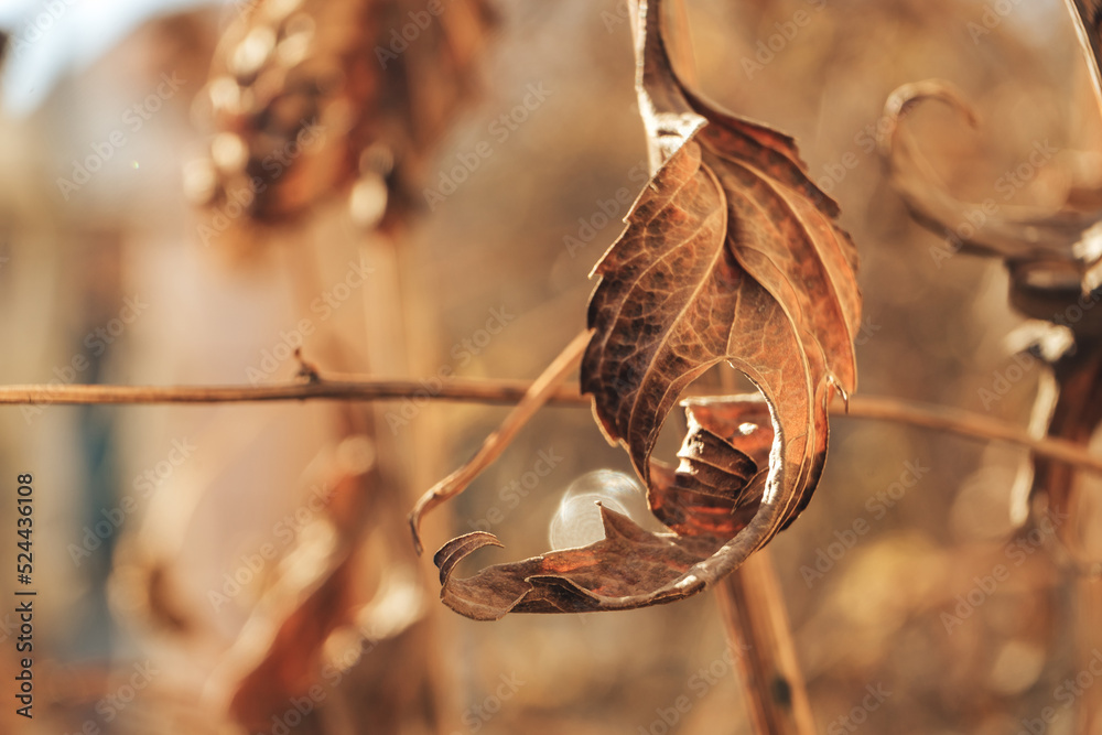 Poster beautiful abstract old faded leaf. close up of a leaves of old flowers. background pattern for desig