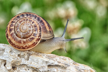 Escargot (Petit Gris)