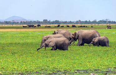 Naklejka na ściany i meble elephants in the savanna