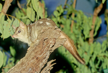 Fototapeta premium Northern quoll