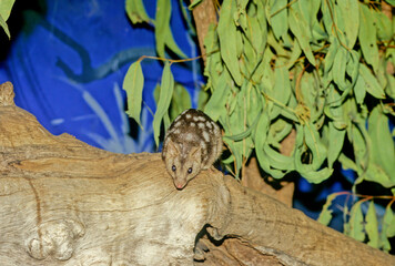 Northern quoll