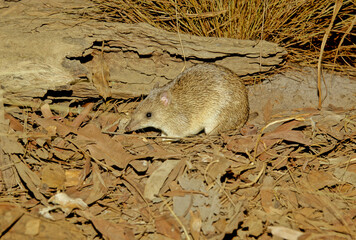 Obraz premium Golden bandicoot