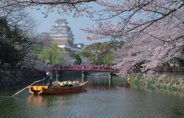 The cherry blossoms that bloom in the Himeji Castle area in spring attract tourists' attention.