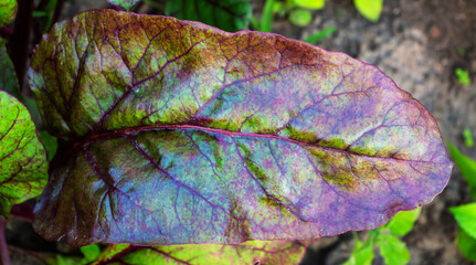 Leaf of red beet in the vegetable garden in summer