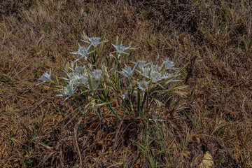 white flowers in the grass