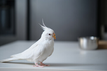 Albino cockatiel looking at camera with carrot on its beak after eating vegetables. White-faced...