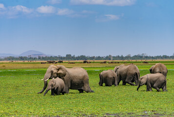 Naklejka na ściany i meble herd of elephants in the grass