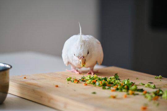 An albino cockatiel eating vegetables. White-faced Lutinos mutation.
