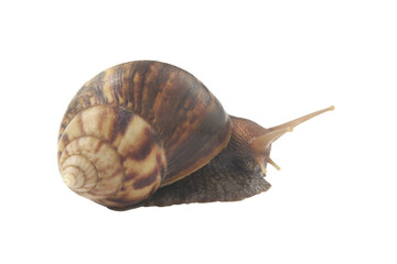 Garden snail isolated on white background