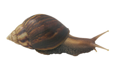 Garden snail isolated on white background