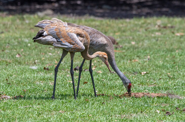 Obraz na płótnie Canvas Families of sandhill cranes in Florida.