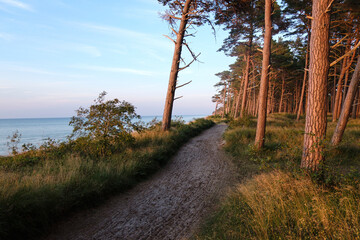 Pine wood by the beach in sunset light. Sand path along coast. Baltic sea wild beach.