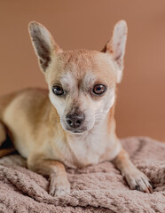 Adult brown Pincher dog in a calm state, resting, brown and gray background studio shots.