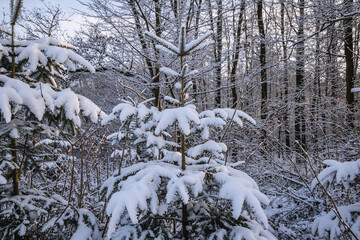 Snow in forest in Rogow, Lodz Province of Poland