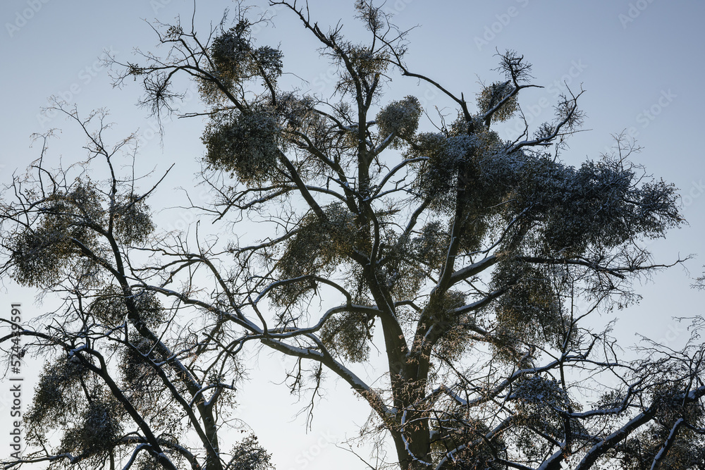 Wall mural Mistletoe on a tree in Lodz Province of Poland