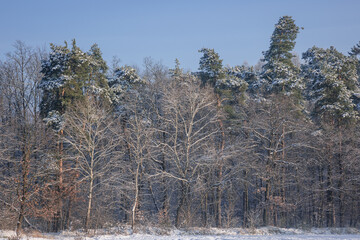 Trees covered with frost during winter in Rogow village, Lodz Province of Poland