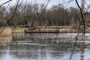Pond in Szczesliwice Park in Ochota area of Warsaw city in Poland - obrazy, fototapety, plakaty