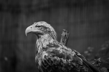 eagle in the zoo