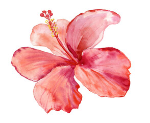 hibiscus flower big red flower. watercolor illustration © Olesia La