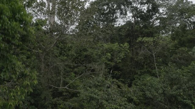 4k Aerial shot for amazon river and the rain forest. shot on MAVIC 2 PRO hasselblad rendered prores 422HQ D-log