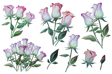 white rose flower clipart illustration isolated on white background, flower pattern
