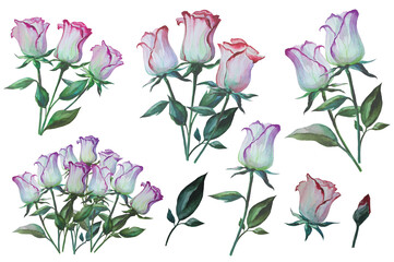 Fototapeta premium white rose flower clipart illustration isolated on white background, flower pattern