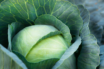 Fototapeta premium Fresh, white cabbage growing in a vegetable garden on a farm. Organic farming.
