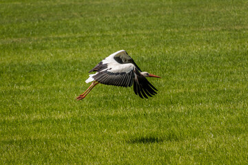white stork in the grass