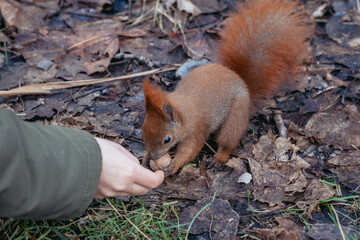 Red squirrel in Szczesliwice Park in Ochota district of Warsaw in Poland - obrazy, fototapety, plakaty