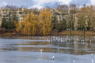 View on the pond Szczesliwice Park in Ochota district of Warsaw in Poland