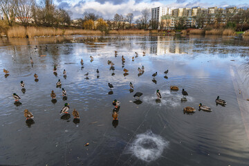 Ducks in Szczesliwice Park in Ochota district of Warsaw in Poland - obrazy, fototapety, plakaty
