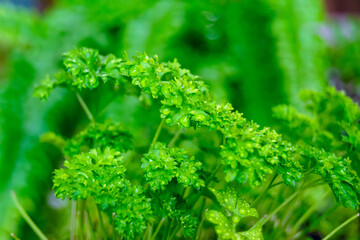 curly parsley close up. parsley with water drops on a leaf. useful plant. Horizontal image.
