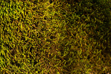 Moss texture close-up. Natural background for website design. The concept of ecology environmental protection. Beautiful light and shadow. Textured summer background. Shallow depth of field copy space