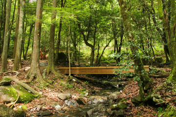 愛媛県松野町　滑床渓谷の風景
